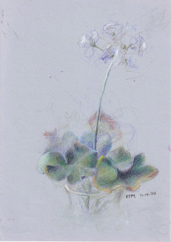 Geranium leaves by Evelyn Maizels