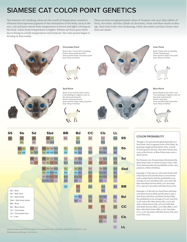 Siamese Cat Color Point Genetics by Gwyn Lewis