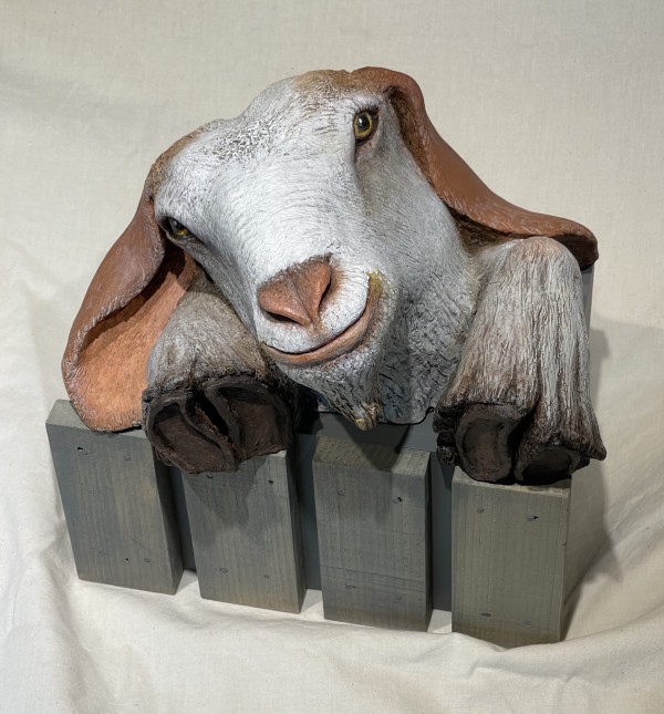 Douglas County Fair Goat by Susan Phillips
