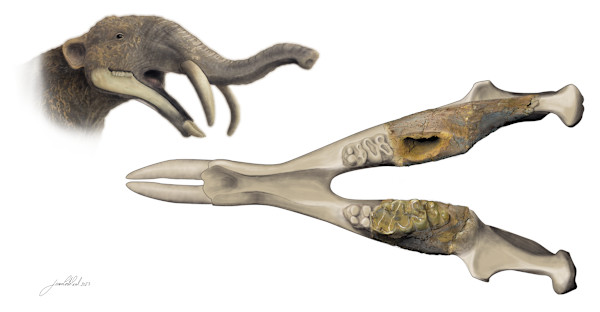 Gomphotherium's mandible by Joana Corte-Real