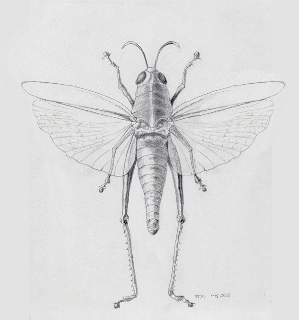 Grasshopper, Chondracris rosea by Evelyn Maizels