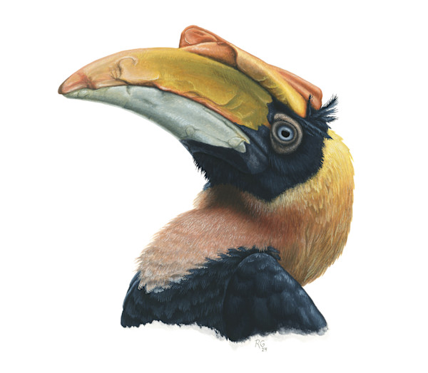 Great Hornbill by Rebecca Gelernter