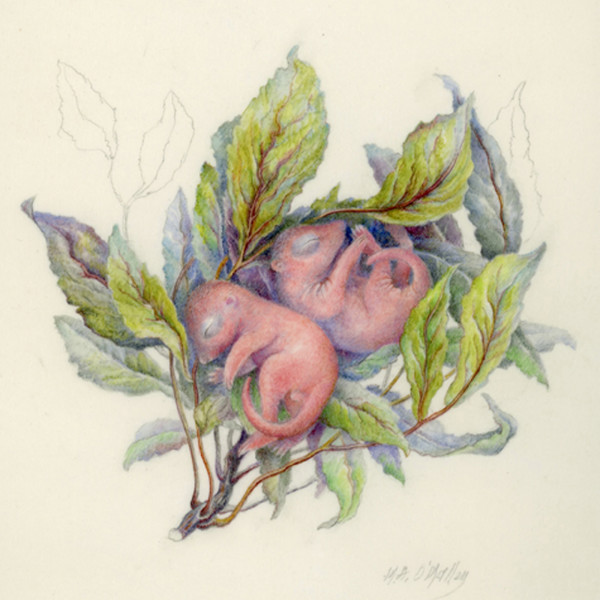 Grey Squirrels - Newborn by Mary Anne O'Malley