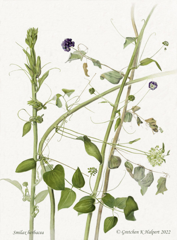 Smilax herbacea by Gretchen Kai Halpert