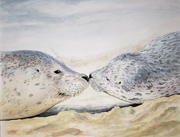 Harbor Seals (Phoca vitulina) by Michelle Gates