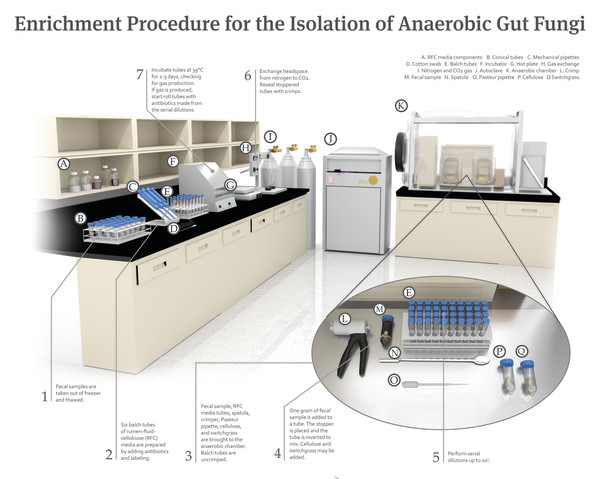 Enrichment Procedure for the Isolation of Anaerobic Gut Fungi by Emerson Harman