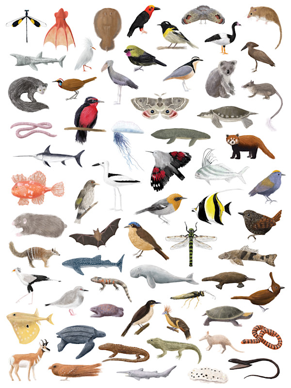 Monotypic Animals by Emerson Harman