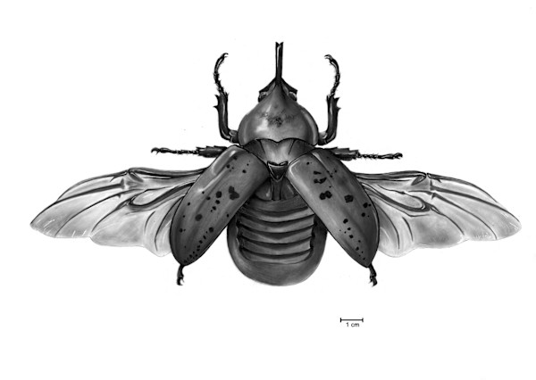 Hercules Beetle by Sachi Sugiyama