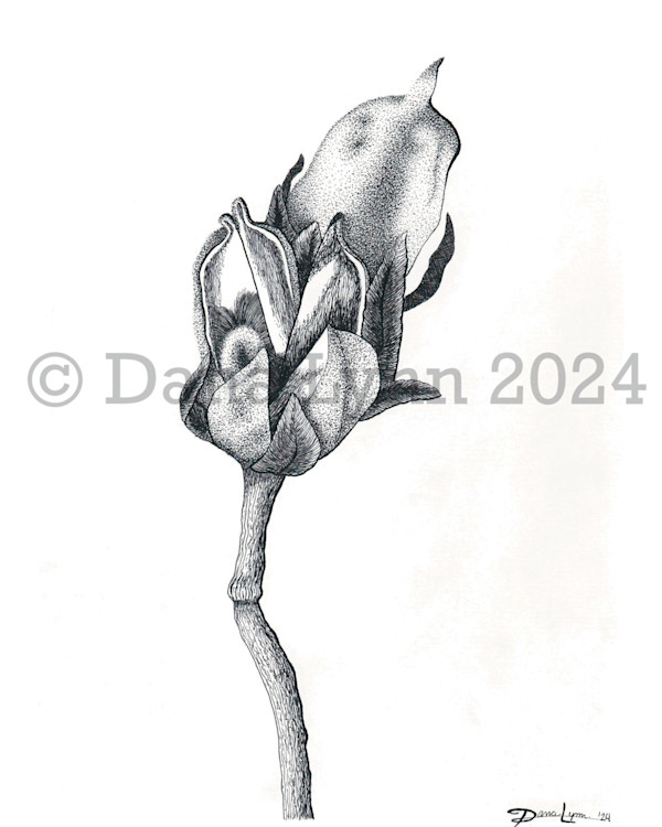 Rose of Sharon Seed Pods by Dana Watrous, Image 1.