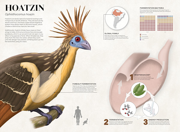 Hoatzin by Emerson Harman