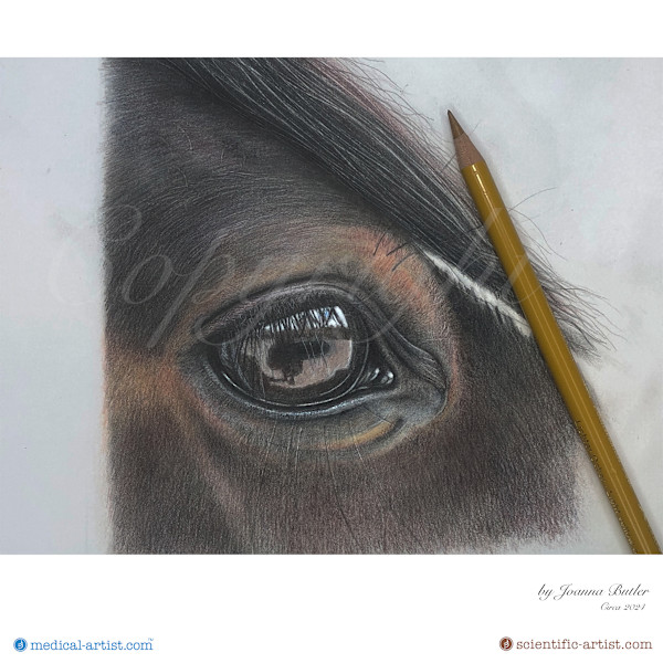 Horse eye study in colour pencil by Joanna Butler