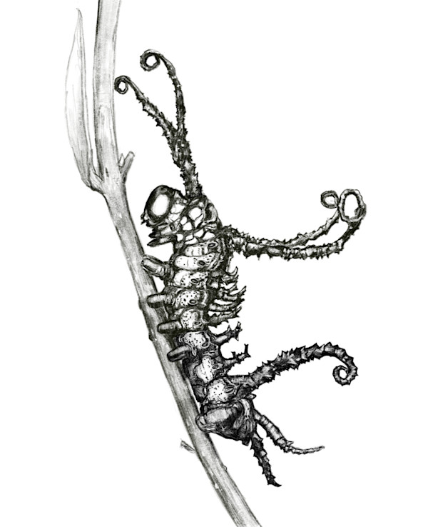 The Brahmin Caterpillar by Jessica Hutchins, Image 1.