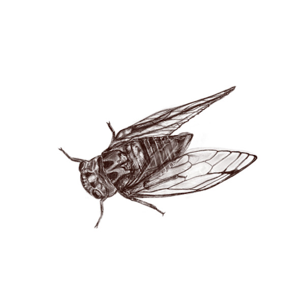 Cicada by Jessica Hutchins, Image 1.