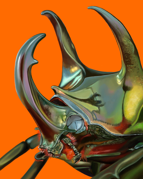 Three-horned beetle by Jessica Hutchins, Image 1.