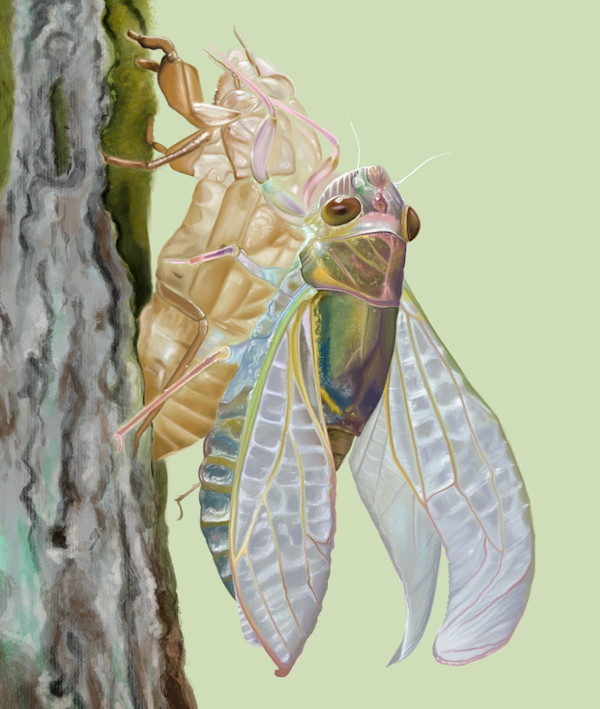 Cicada molting from shell by Jessica Hutchins, Image 1.