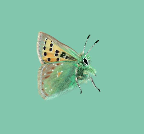 Provence Hairstreak Butterfly by Jessica Hutchins, Image 1.