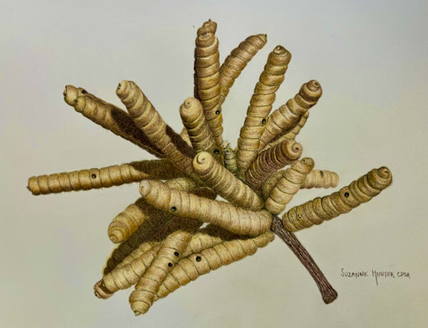 Tornillo Mesquite by Suzanne Hunter