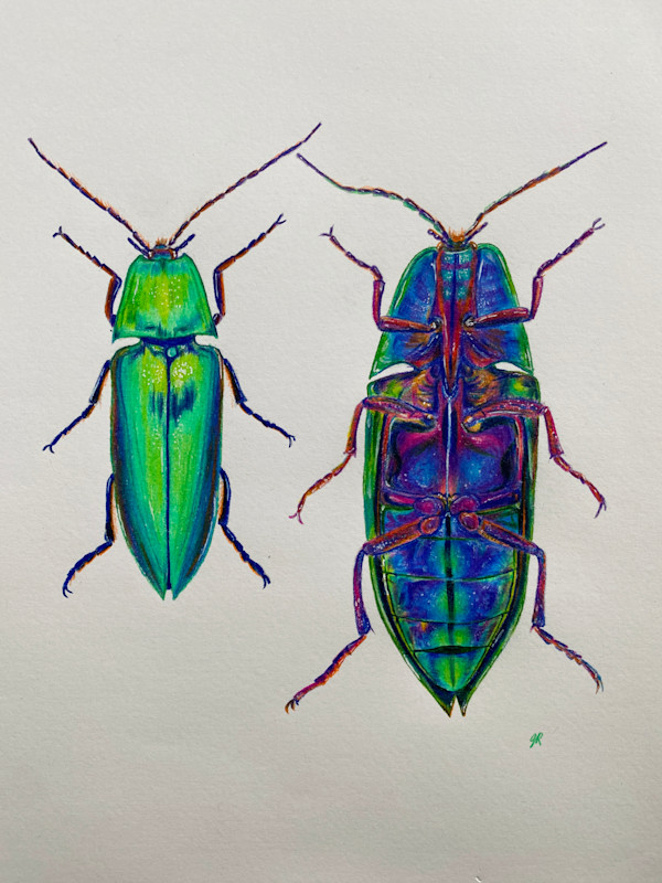 Jewel Beetle by Jessica Hutchins, Image 1.
