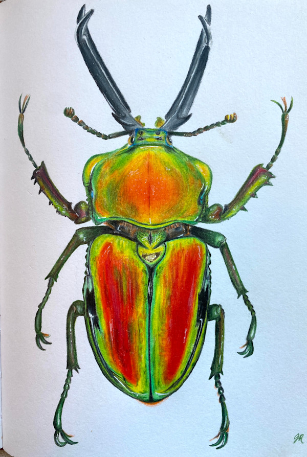 Rainbow Stag Beetle by Jessica Hutchins, Image 1.