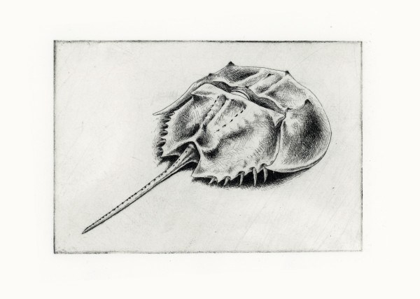 Horseshoe Crab by Jenn Deutscher