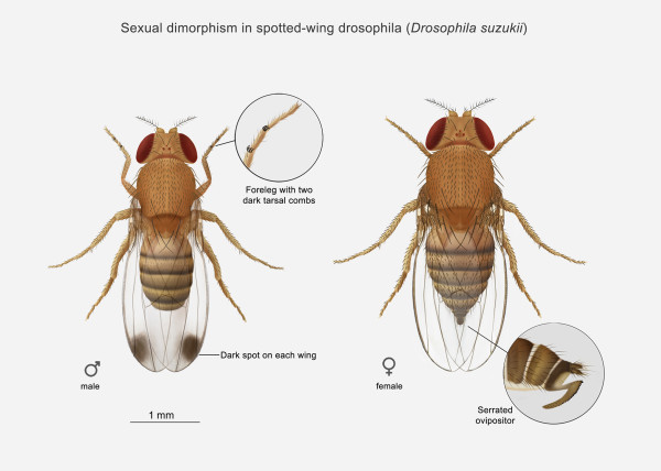 Sexual dimorphism in spotted-wing drosophila, Drosophila suzukii. by Julia Rouaux