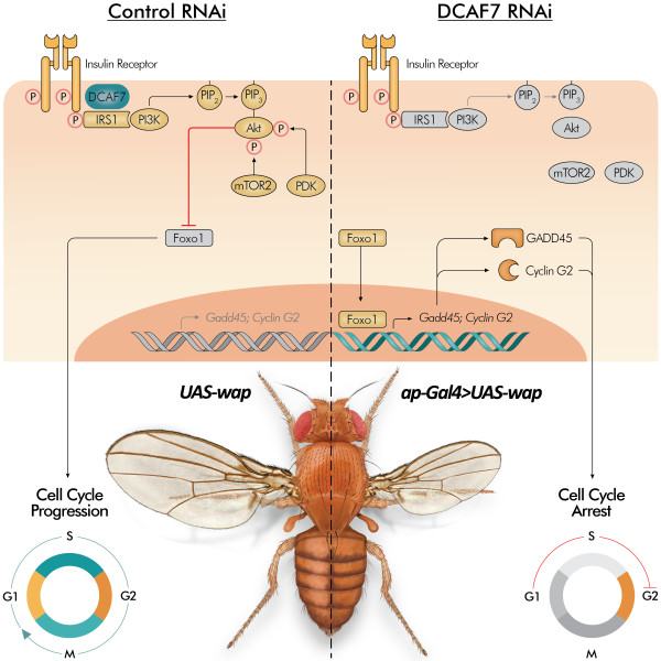Mutant flies: genotype & phenotype at a glance by Jorge Rojas Marquez