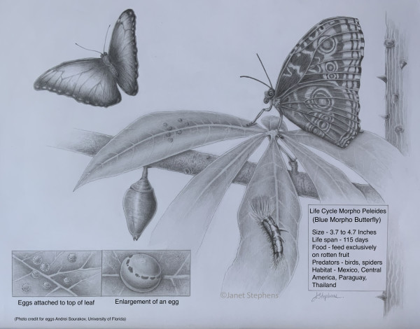 Life Cycle of Blue Morpho Butterfly by Janet Stephens