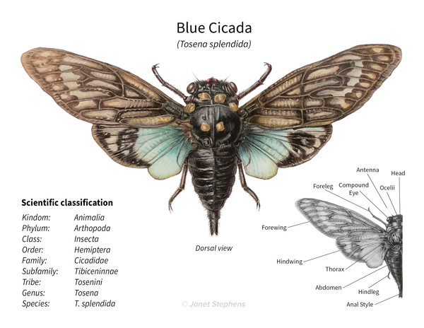 Blue Cicada Tosena splendida by Janet Stephens
