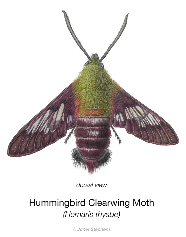 Hummingbird Clearwing Moth Hemaris thysbe by Janet Stephens
