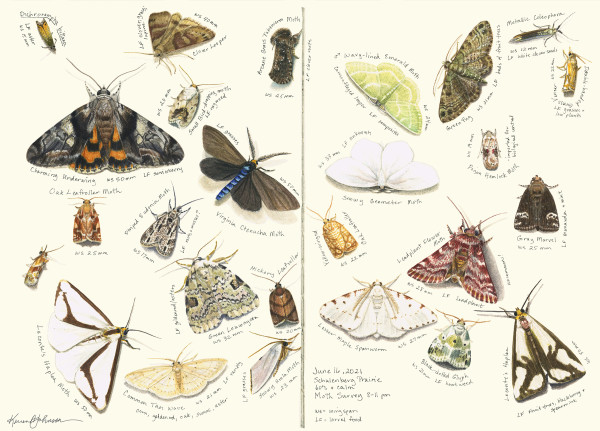 June Moth Survey by Karen Johnson