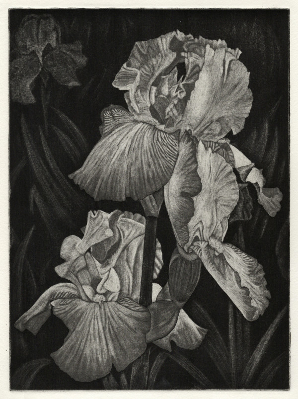 Irises by Kristine Blodget