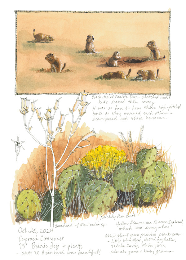 Texas Prairie Dog Observations by Karen Johnson