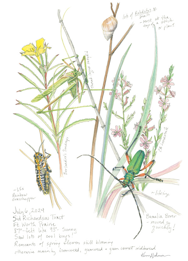 July Prairie Observations by Karen Johnson