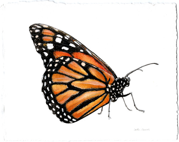 Monarch Butterfly by Caitlin Rausch