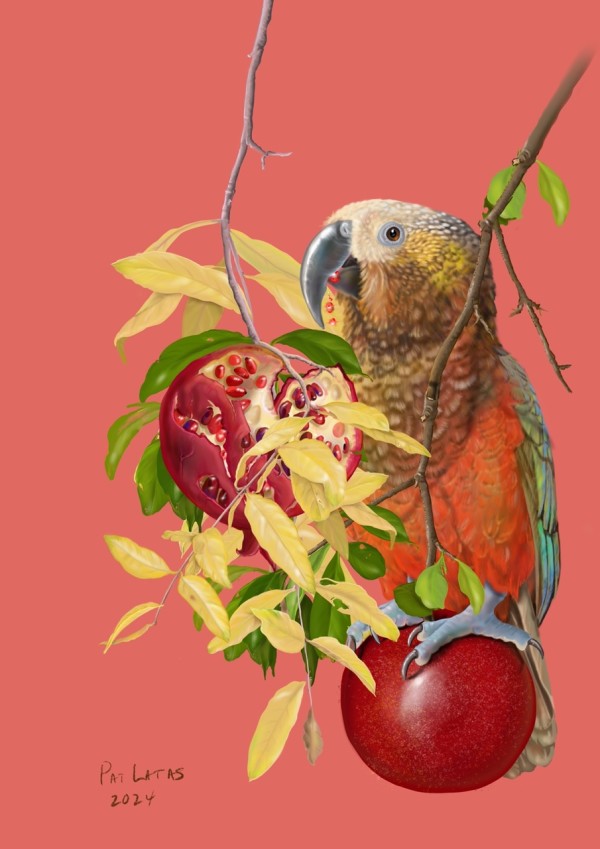 Kaka and Pomegranates by Patricia Latas