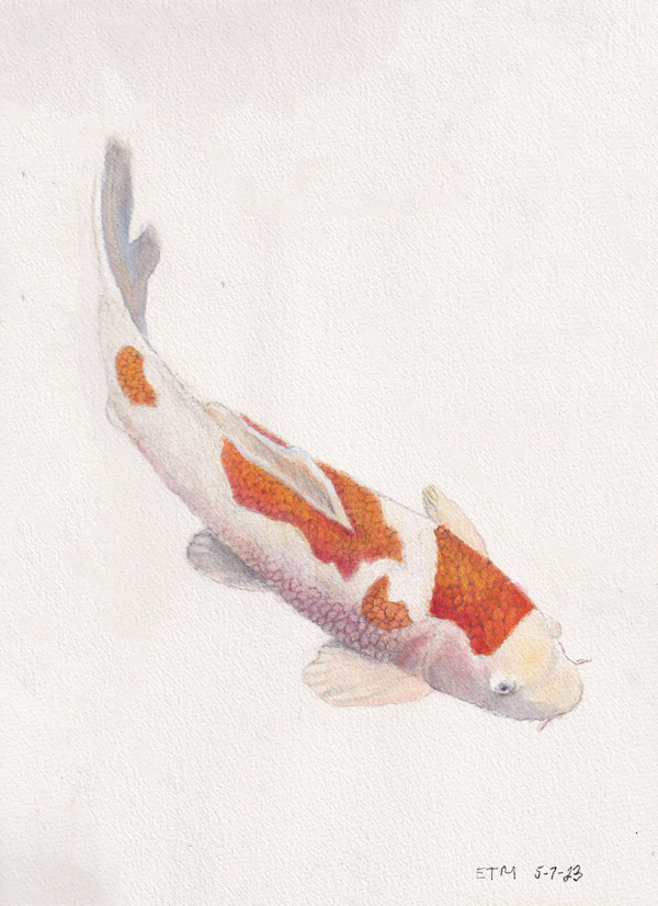 Koi (Amur Carp) by Evelyn Maizels