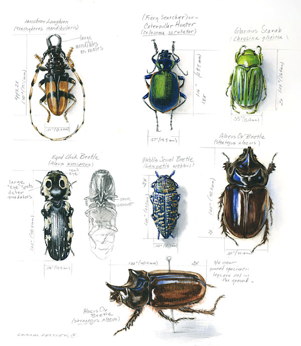 Arizona Beetles by Linda Feltner