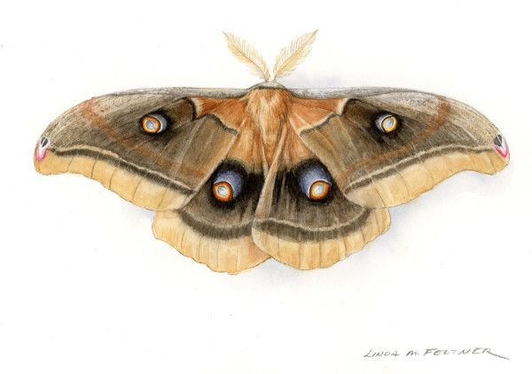 Oculea Silkmoth by Linda Feltner