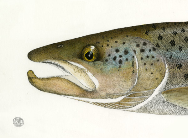 Landlocked Atlantic Salmon Head Study 1 by Stephen DiCerbo
