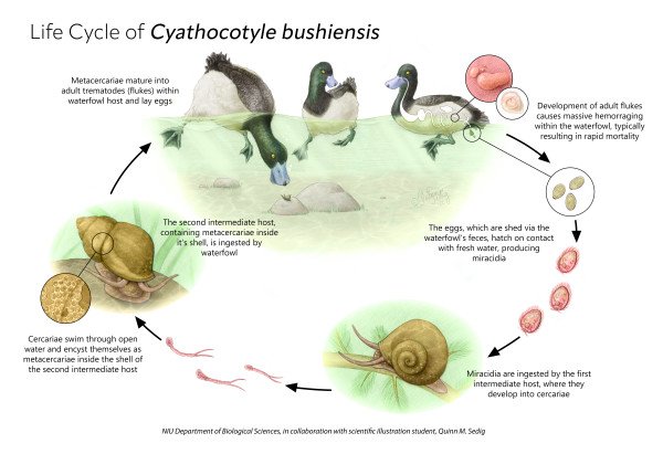 Life Cycle of C. bushiensis by Quinn Sedig