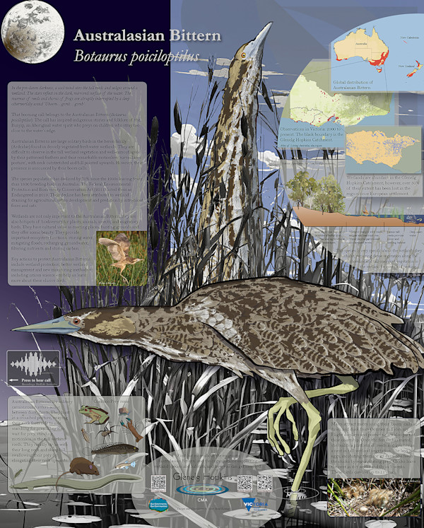 Life History of the Australasian Bittern, Botaurus poiciloptilus by W. Howard Brandenburg