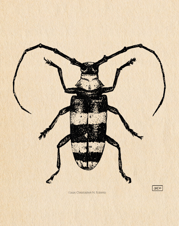 Indonesian Long Horn Beetle (male) Taxidermy Study by Christopher Roberts