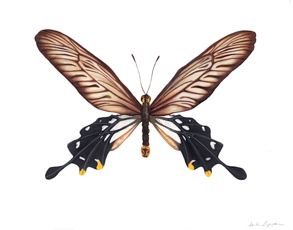 Losaria Coon and Genus by Sachi Sugiyama