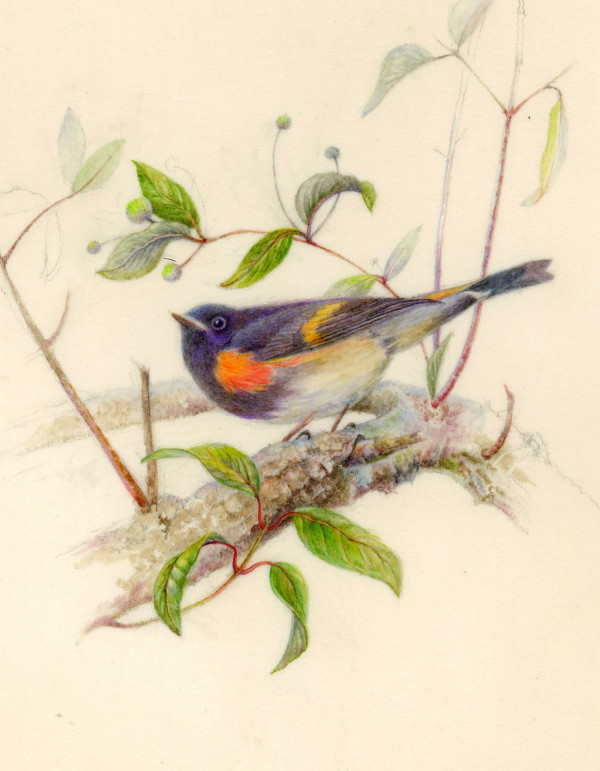 American Redstart by Mary Anne O'Malley