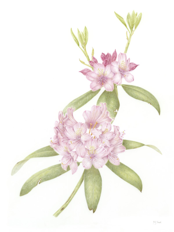 Rhododendron macrophyllum by Margaret Trent