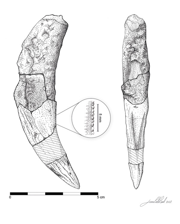 Machairodus aphanistus canine tooth by Joana Corte-Real