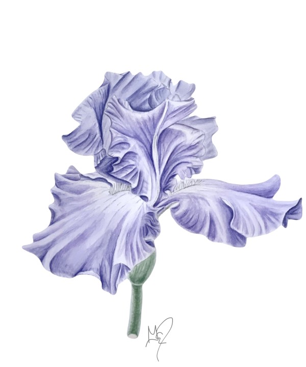 Iris germanica, Bearded Iris by Gail Dentler