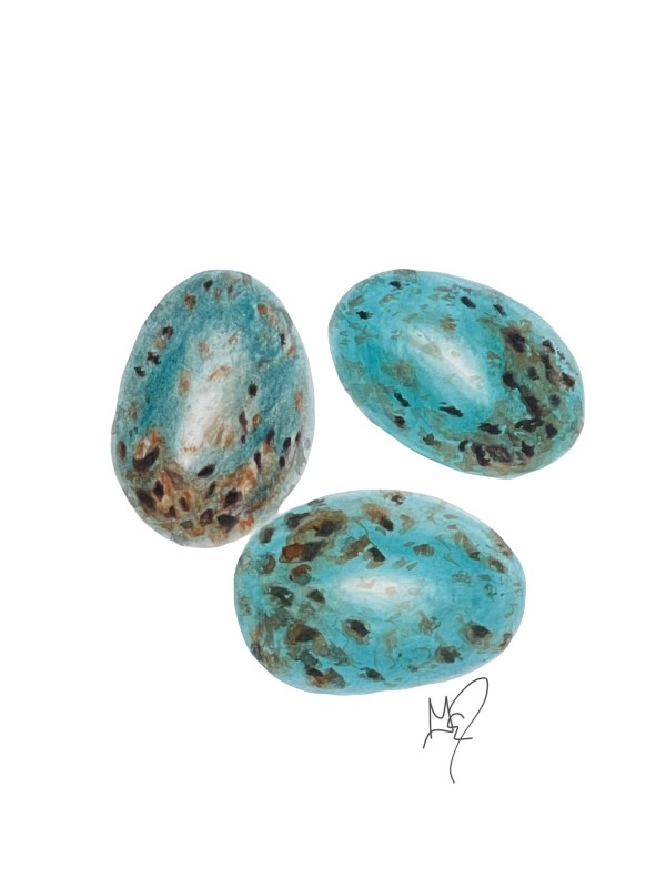 Blue Jay Eggs by Gail Dentler
