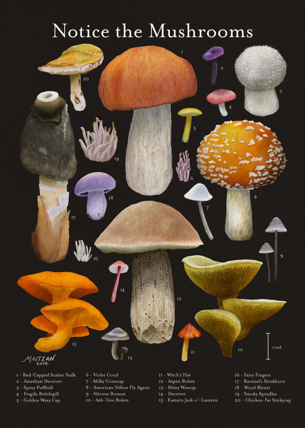 Notice the Mushrooms by Amy Maltzan
