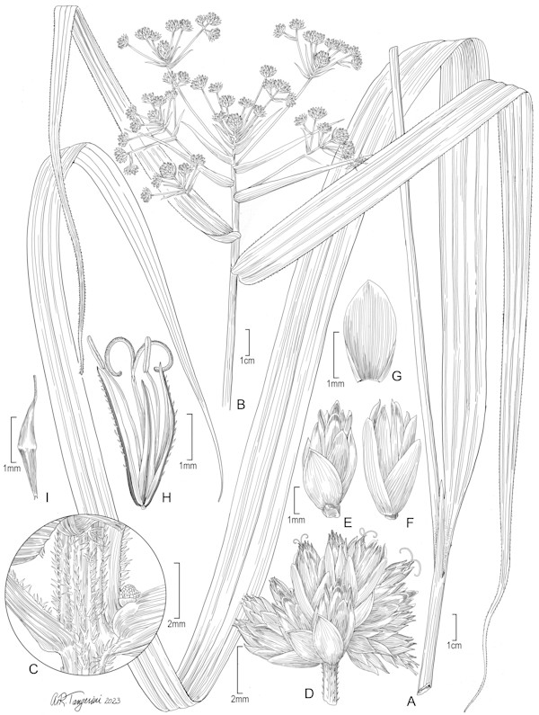 Mapania pakaraimensis (Cyperaceae) by Alice Tangerini